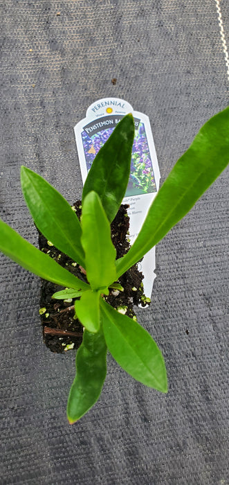 Rock Candy Purple Penstemon barbatus