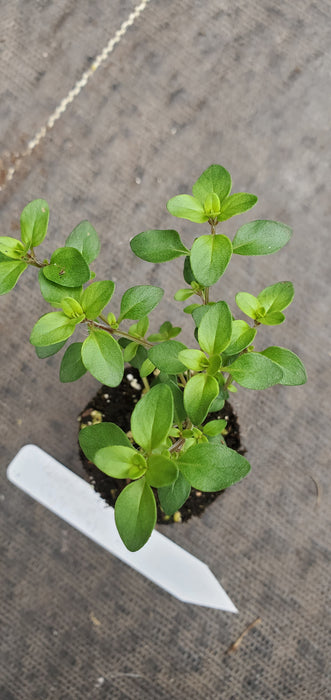 Cape May Thyme Pulegioides
