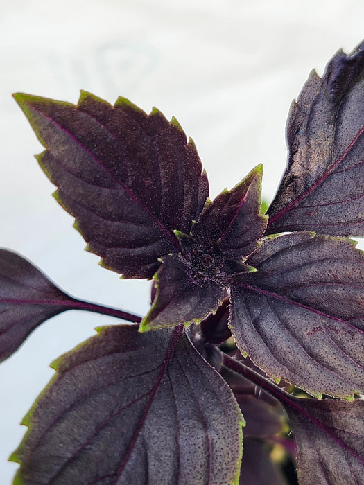 Basil Wild Magic