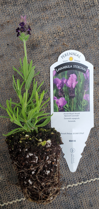 Royal Anouk Spanish Lavender
