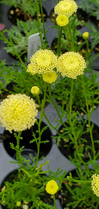 Dwarf Green Santolina Ericoides