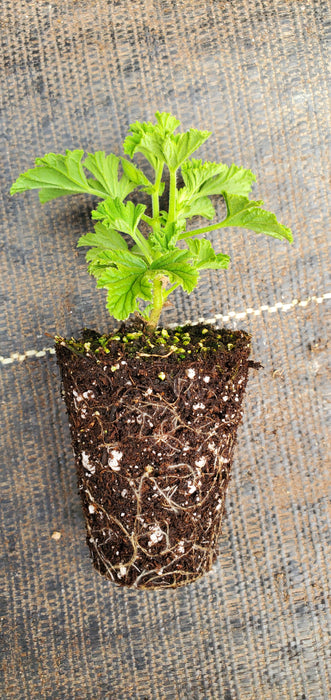 Lemon Meringue Pelargonium Scented Geranium