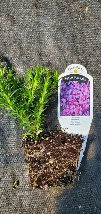 Eye Caramba Phlox Subulata Moss Phlox