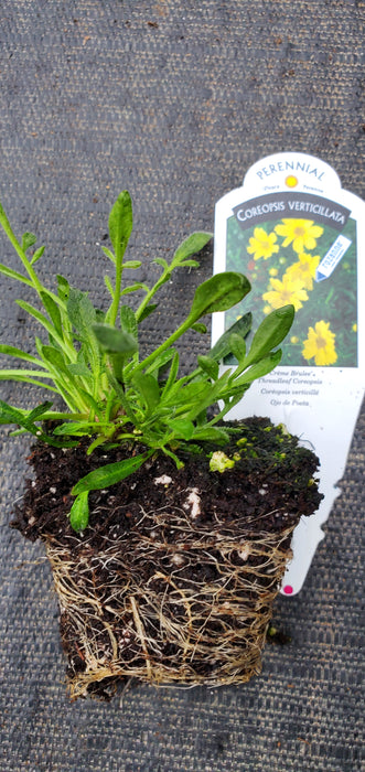 Creme Brulee Coreopsis Verticillata