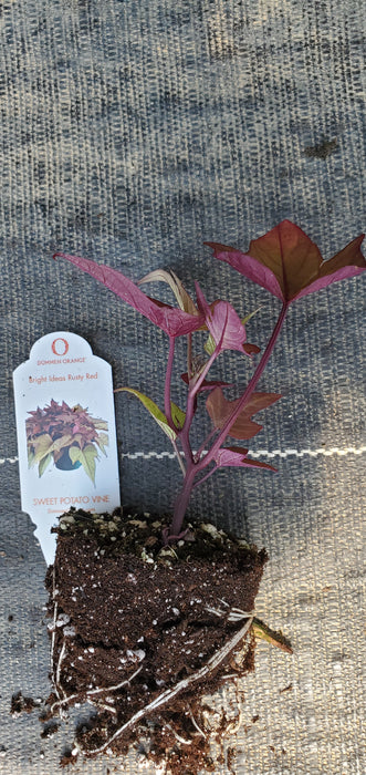 Bright Ideas Rusty Red sweet potato vine ipomoea