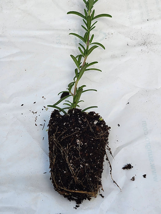 Rosemary Blue Cascade