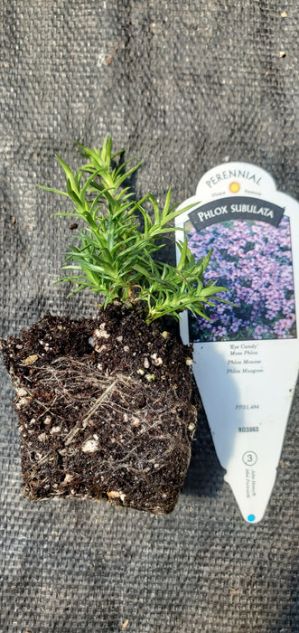 Eye Candy Phlox Subulata Moss Phlox