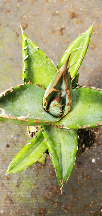 Agave ghiesbreghtii 'Purpusorum'