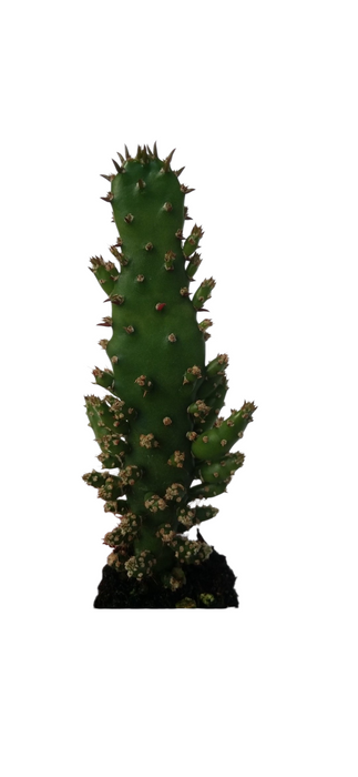 Opuntia Monacantha Starter