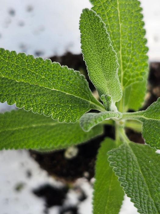 Salvia Leucophylla