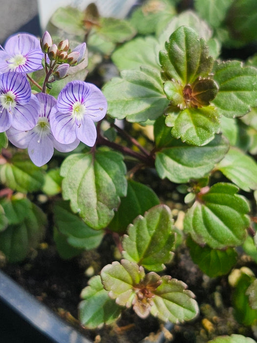 Veronica Peduncularis 'Waterperry Blue' Speedwell