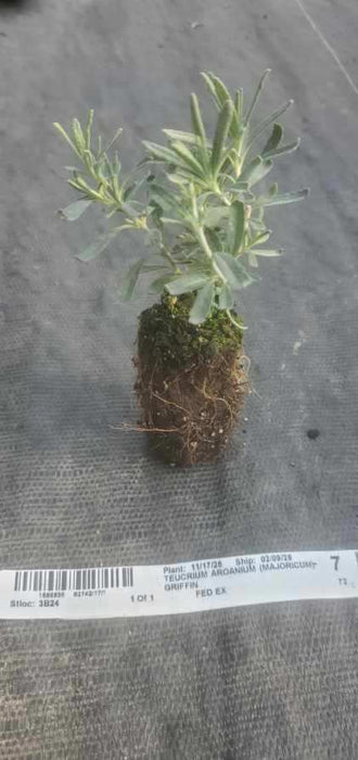 Gray Creeping Germander Teucrium Aroanium