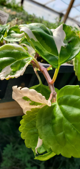Old Fashioned Variegated Swedish Ivy