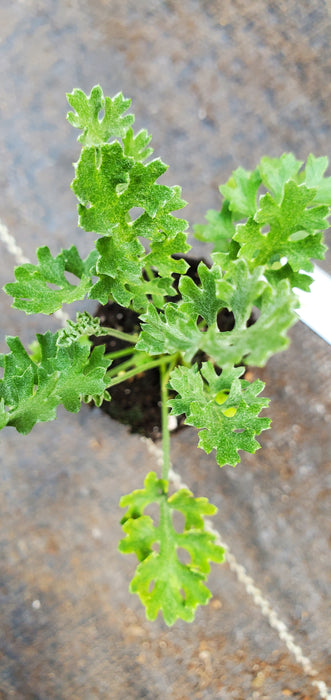 Dalmatian Pellitory Tanacetum Cinerariifolium