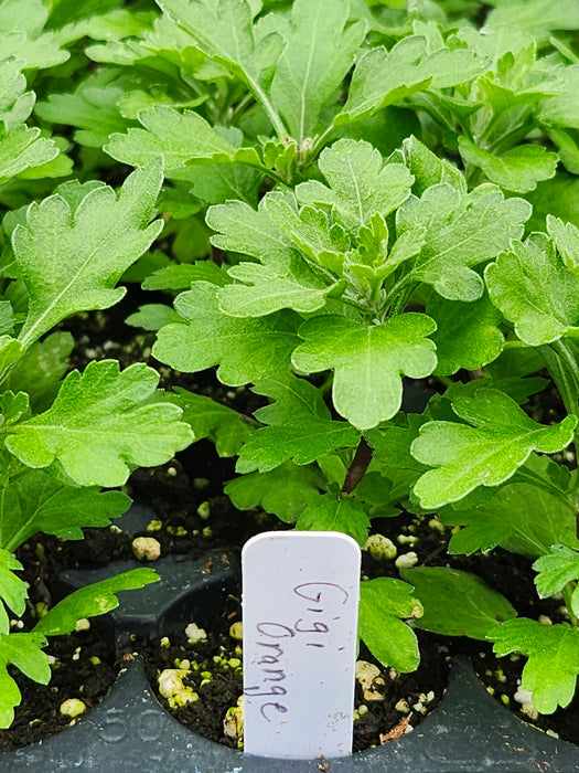 Gigi Orange Chrysanthemum