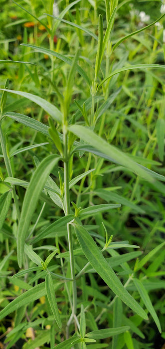 Agastache rupestris Sunset Hyssop