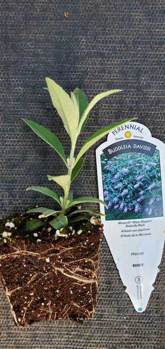 Monarch Glass Slippers Butterfly Bush Buddleia Davidii