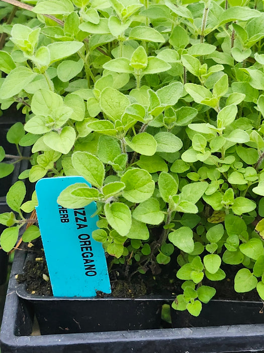 Pizza Oregano