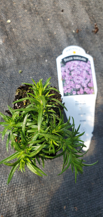 Eye Shadow Phlox subulata Moss Phlox