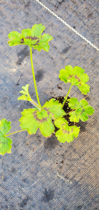 Upright Coconut Pelargonium Elongatum