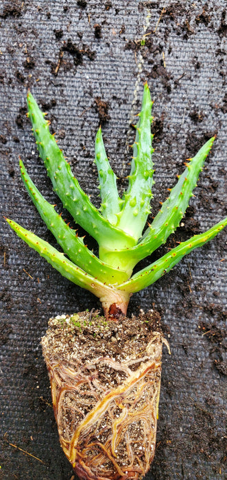 Aloe Spectabilis Mountain Aloe plant