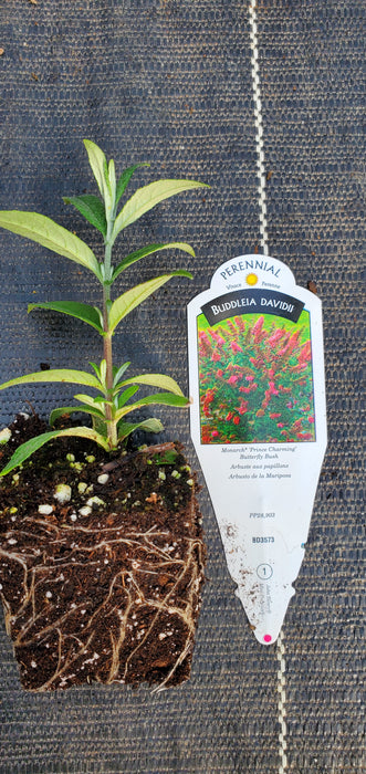 Monarch Prince Charming Butterfly Bush Buddleia Davidii