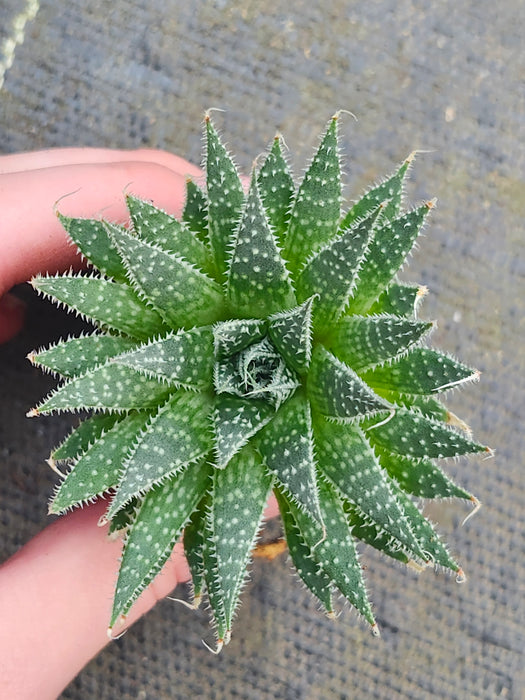 Lace Aloe