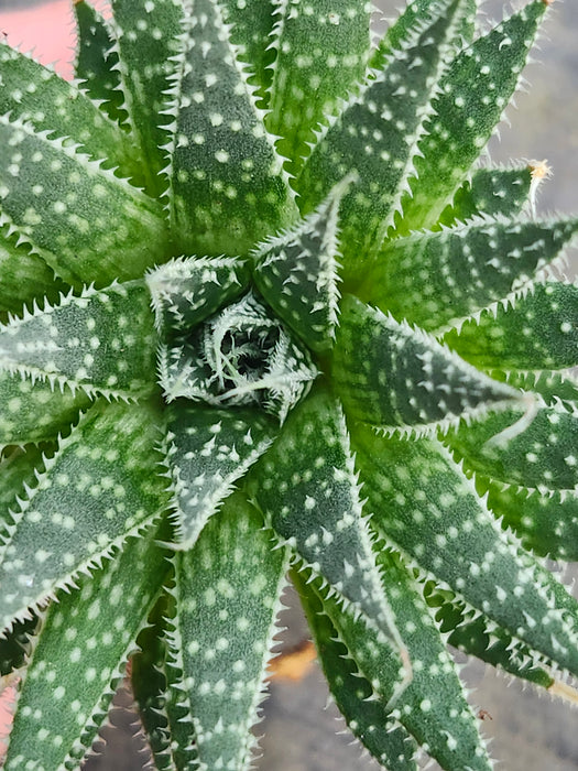 Lace Aloe
