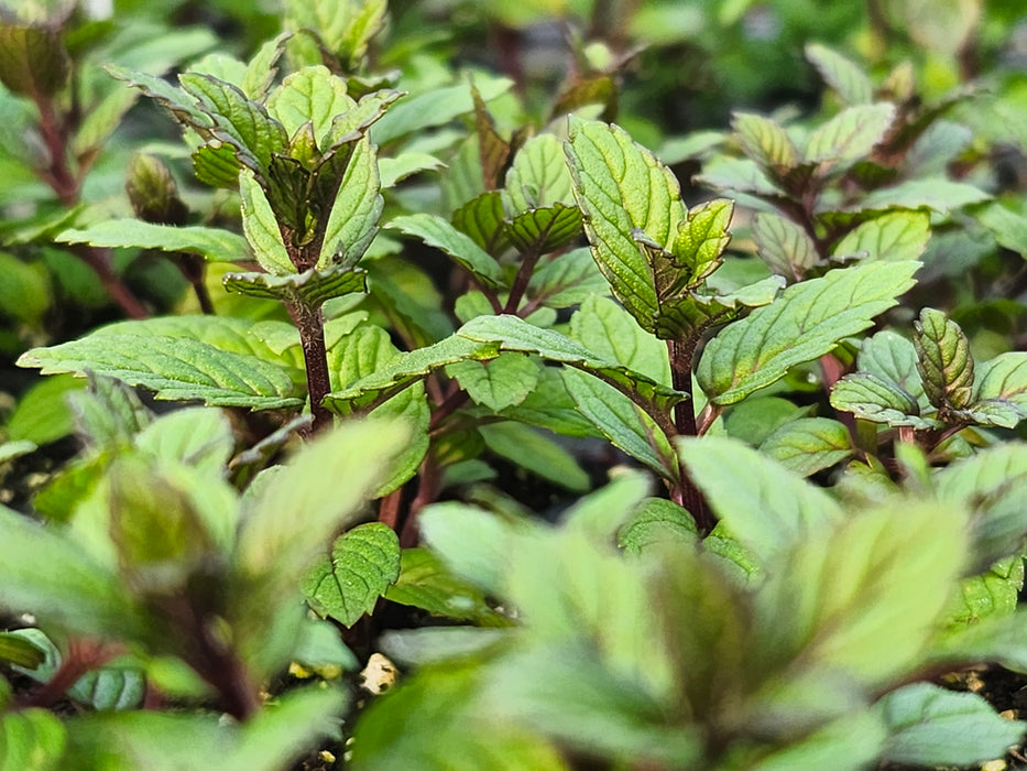 'Best' Spearmint