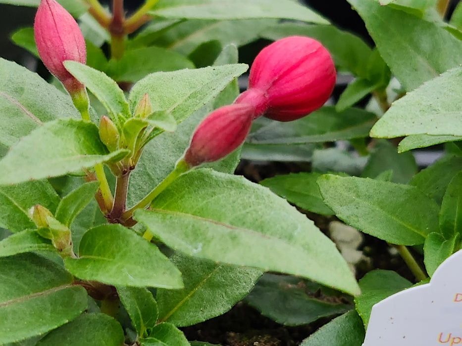Ballerina's Upright Pirouette Fuchsia