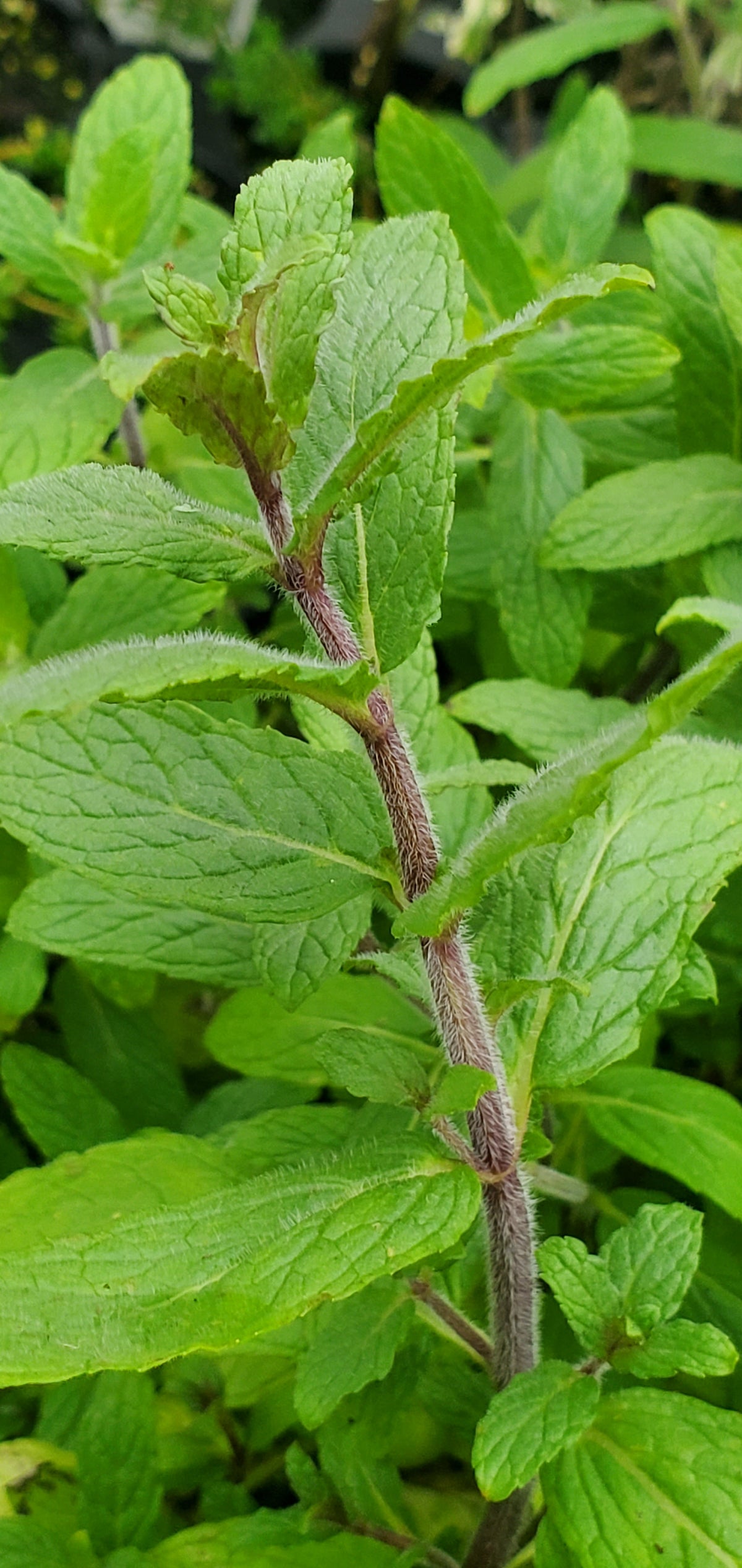 Mint of Israel mentha spicata — Gingers greenhouse