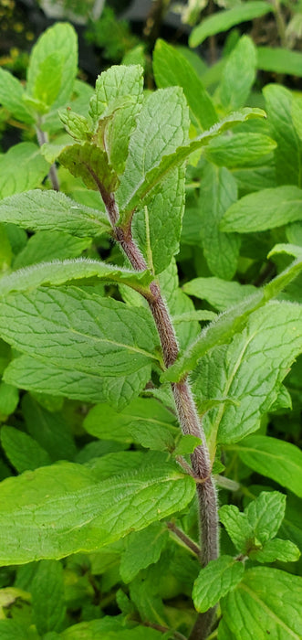 Mint of Israel mentha spicata