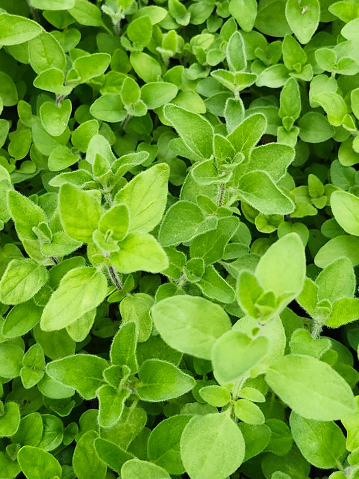 Pizza Oregano