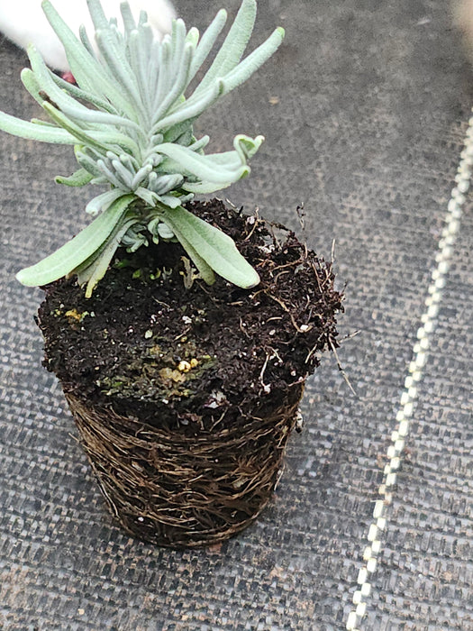 Blue Jeans Lavender