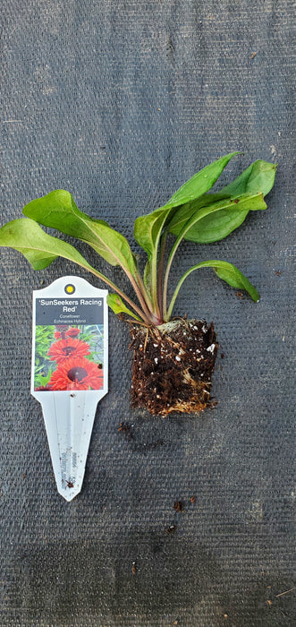 Echinacea Sunseekers Racing Red