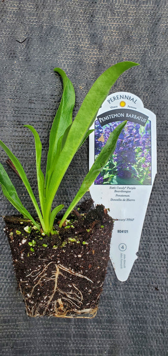 Rock Candy Purple Penstemon barbatus