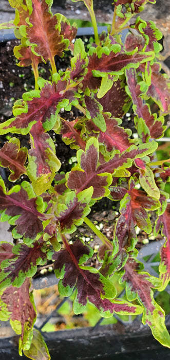 Under The Sea Electric Eel Coleus