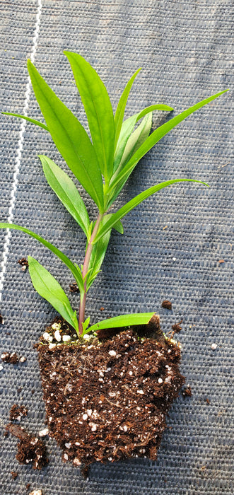 Mountain Treats Red Penstemon
