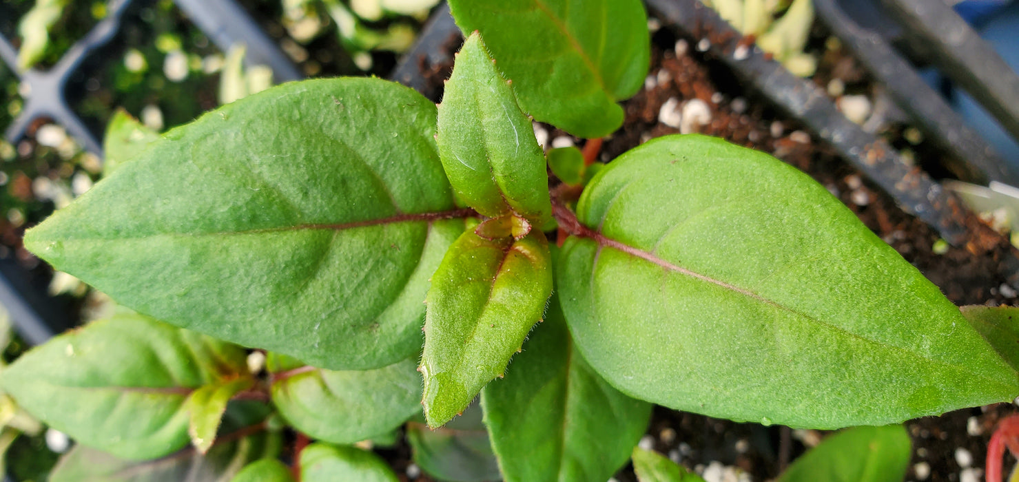 Trailing Marinka Fuchsia