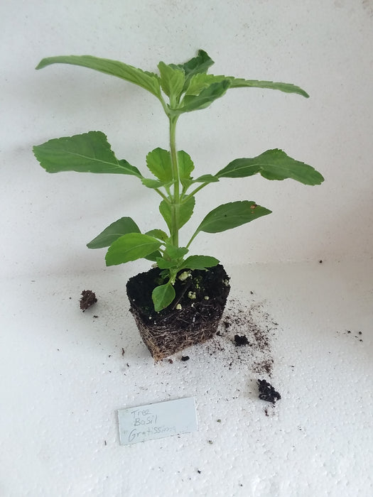Basil Gratissima Tree Basil starter plant