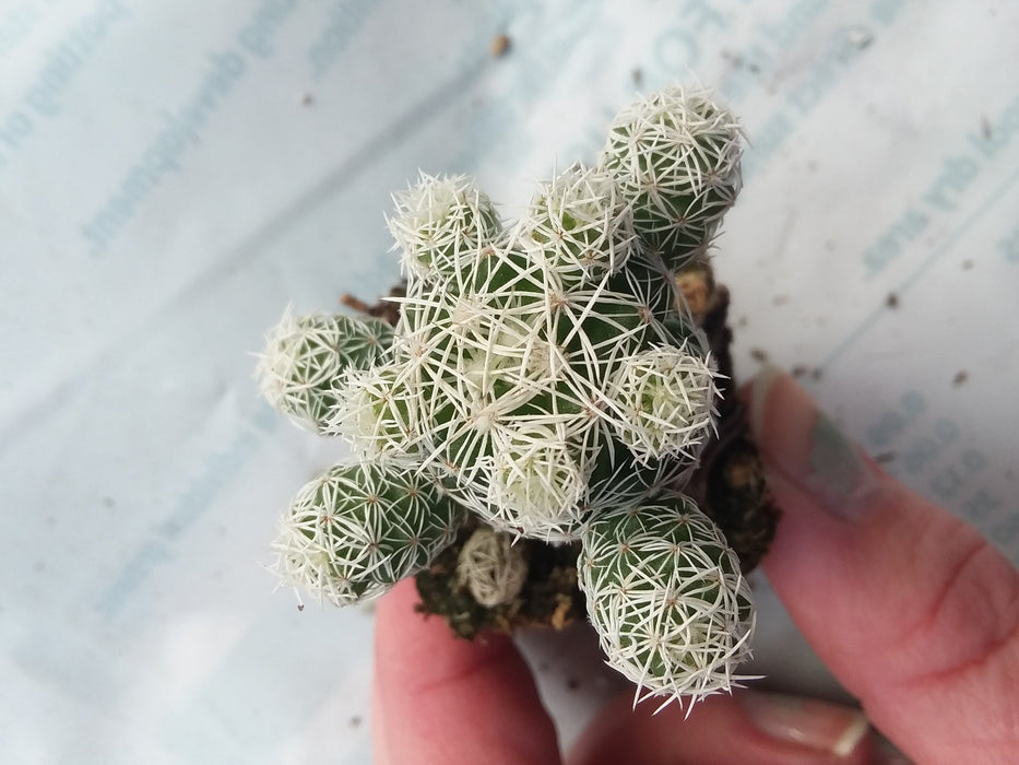 Thimble cactus plant