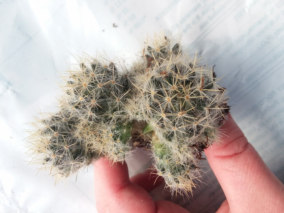 Strawberry cactus mammilaria prolifera