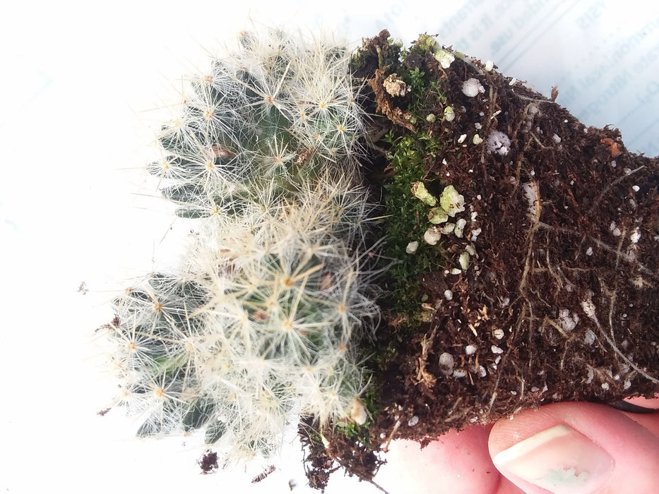Strawberry cactus mammilaria prolifera