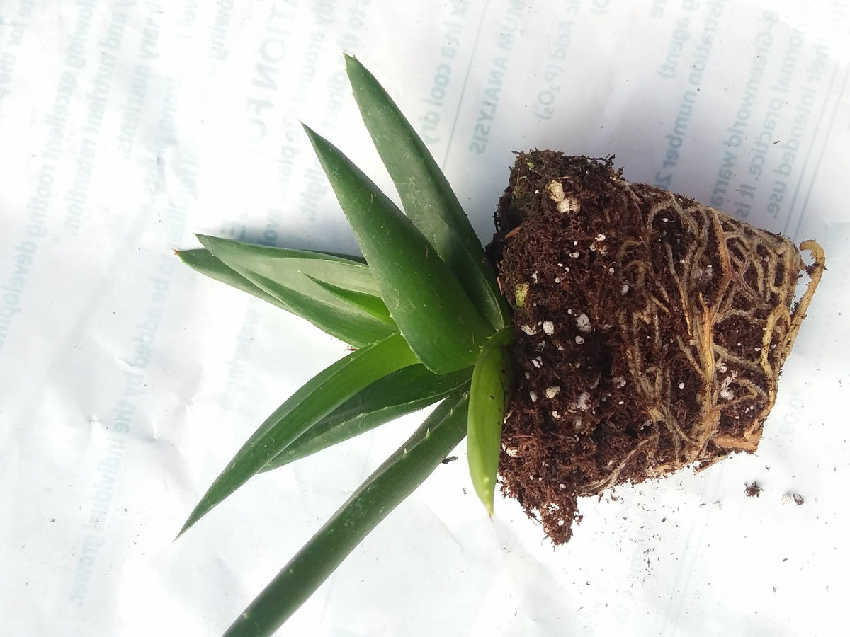 black gem succulent Alworthia black gem — Gingers greenhouse