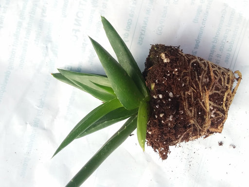 black gem aloe vera plant Alworthia black gem — Gingers greenhouse