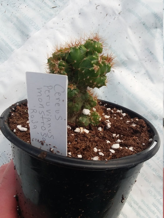 Cerus peruvians monstrose Roja cactus plant