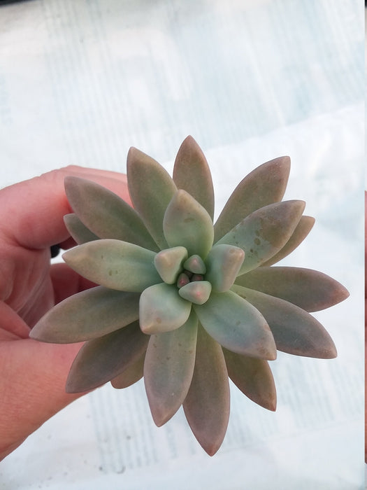 Graptosedum Francesca baldi starter succulent plant