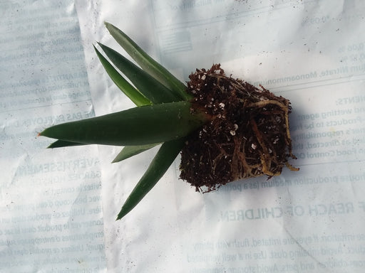 black gem succulent Alworthia black gem — Gingers greenhouse