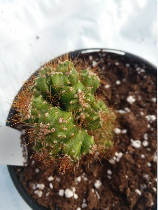 Cerus peruvians monstrose Roja cactus plant