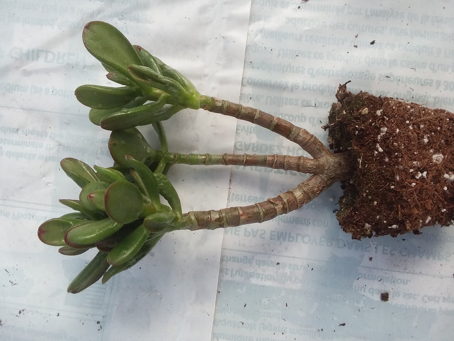 Crassula ovata Hobbit starter plant